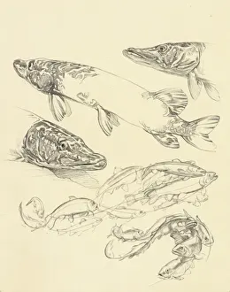 Pike Prints: Studies of pike