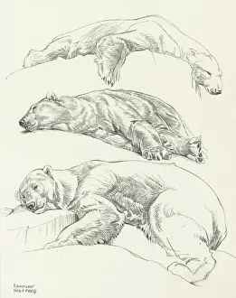 Studies of Polar Bears