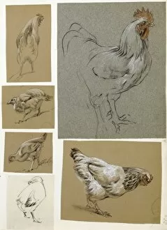 Images Dated 21st December 2011: Six studies of poultry