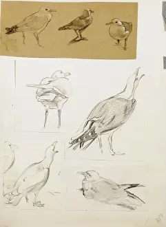 Studies of seagulls