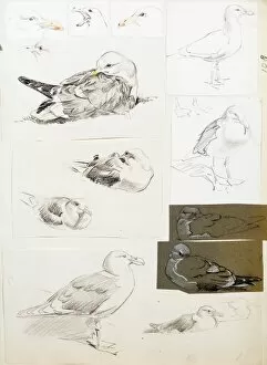 Images Dated 21st December 2011: Studies of seagulls