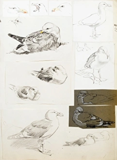 Images Dated 21st December 2011: Studies of seagulls