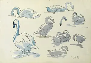 Studies of swans