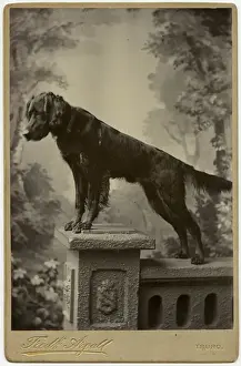 Studio portrait, dog on a pedestal
