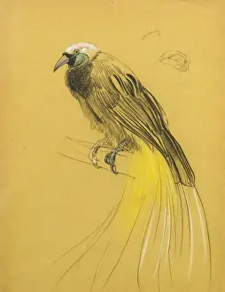 Study of a bird