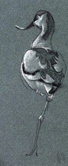 Images Dated 21st December 2011: Study of a bird