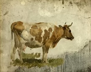 Images Dated 1st September 2010: Study of a Cow