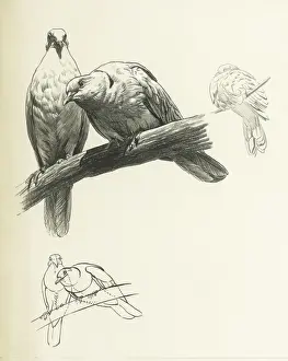 Doves