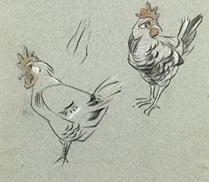 Study of two hens