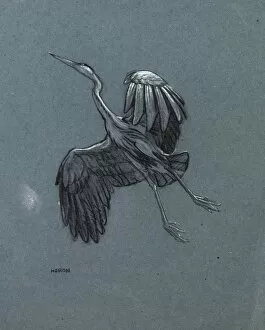 Images Dated 21st December 2011: Study of a heron in flight