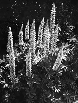 Perennis Prints: Study of Lupins