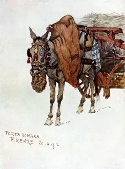 Study of a mule with decorated harness and rope nose-bag