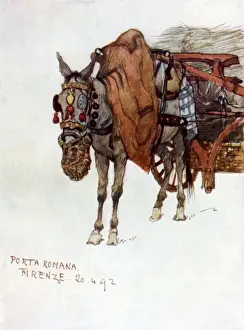 Tuscan Prints: Study of a mule with decorated harness and rope nose-bag