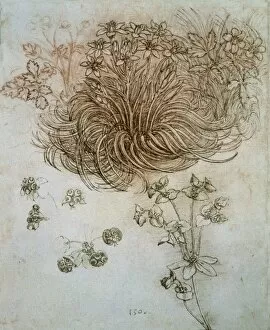 Study of plants and flowers. Renaissance art