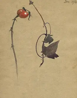Study of rosehips and dried leaves by Muriel Dawson