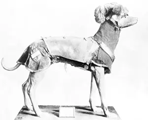 Stuffed Prints: Stuffed Armoured Dog