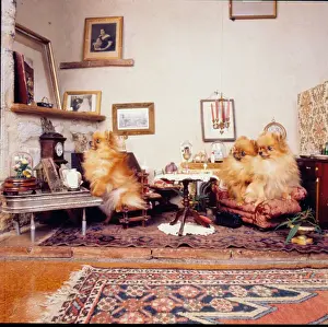 Stuffed dogs, Walter Potter Museum, London