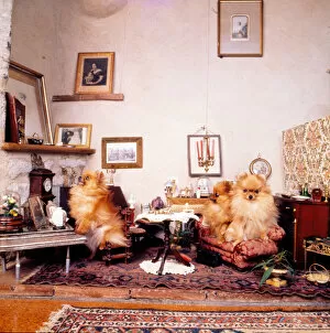 Stuffed dogs, Walter Potter Museum, London