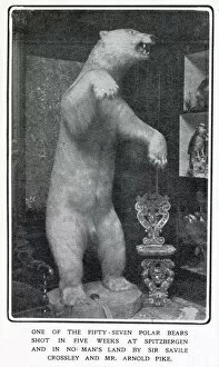 Crossley Gallery: A stuffed and mounted Polar Bear at Somerleyton Hall near Lowerstoft