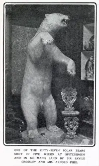 Bear Prints: A stuffed and mounted Polar Bear at Somerleyton Hall near Lowerstoft