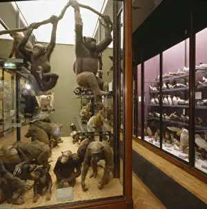 Stuffed Prints: Stuffed primates in Gallery 1, The Natural History Museum