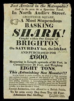 Basking Shark Collection: A most stupendous basking shark caught within one league of