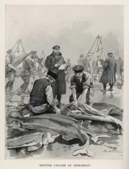 Sturgeon Fishing / Russia
