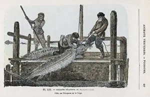 Sturgeon Fishing / Volga