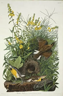 Asterid Collection: Sturnella magna, eastern meadowlark