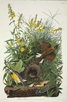 Asterid Gallery: Sturnella magna, eastern meadowlark
