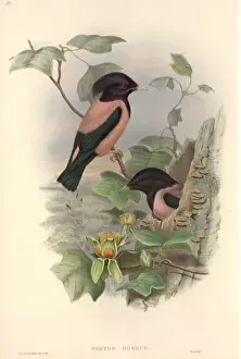Sturnus roseus, rosy starling