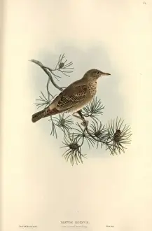 Rosy Prints: Sturnus roseus, rosy starling