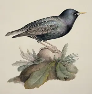 Sturnus vulgaris, European starling