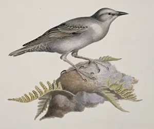 Perching Prints: Sturnus vulgaris, European starling