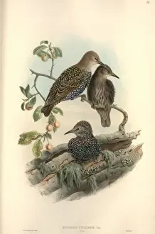 Sturnus vulgaris, European starling