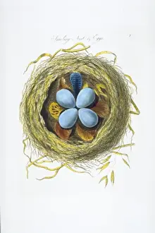 Starling Prints: Sturnus vulgaris, European starling nest and eggs