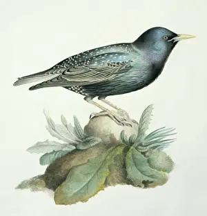 Starling Prints: Sturnus vulgaris, starling