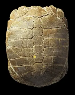 United States Prints: Stylemys nebrascensis, tortoise carapace