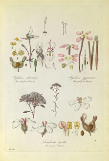 Stylidium calcaratum, S. pygmaeum