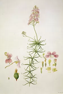 Asterid Collection: Stylidium scandens, climbing trigger plant