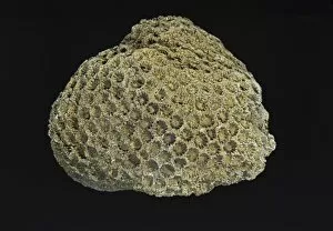 Polyp Gallery: Stylina alveolata, reef coral