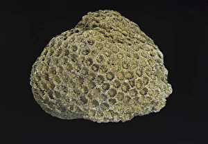 Anthozoa Gallery: Stylina alveolata, reef coral