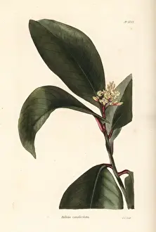 Stylogyne canaliculata