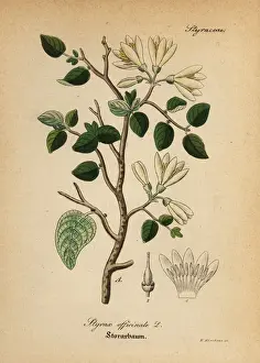 Styrax bush, Styrax officinalis
