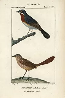 Billed Collection: Subalpine warbler, Sylvia cantillans (male)