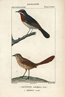 Subalpine warbler, Sylvia cantillans (male) Subalpine warbler, Sylvia cantillans (male)