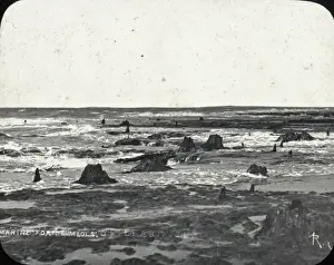 Scattered Prints: Submarine forest, nr Birkenhead
