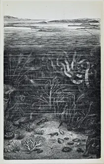Submarine life of the Schambelen (Lower Jurassic)