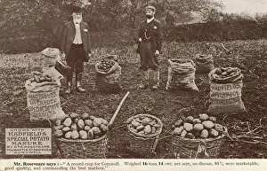 Baskets Prints: A succesful crop of potatoes grown using Hadfields Manure