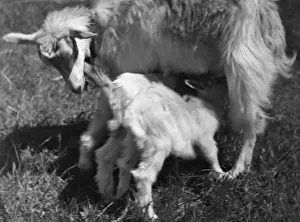 Suckling Goat